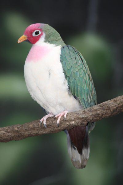 Fruit Doves are Endangered Due to Hunting and Habitat Destruction