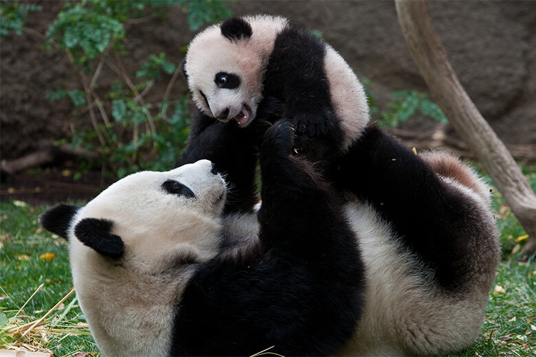 Giant Pandas Returning to the United States