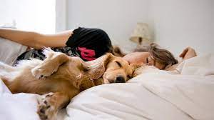 Is Sleeping With Your Dog Really Ruff